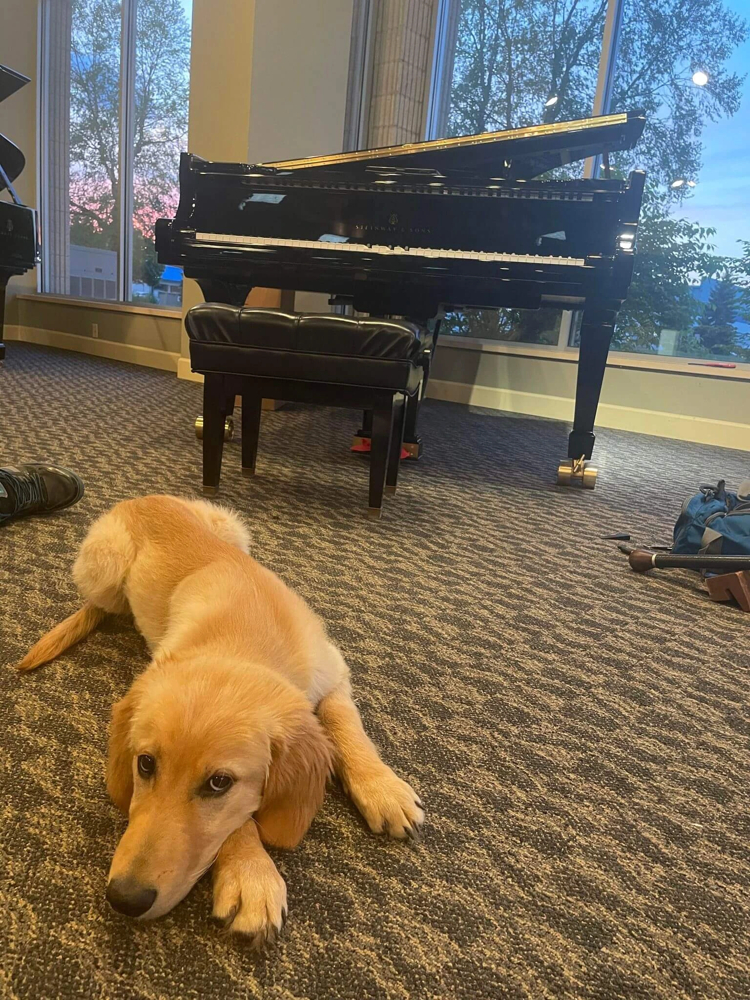 Ace sits in front of a Steinway